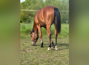 Caballo cuarto de milla, Yegua, 1 año, 150 cm, Castaño