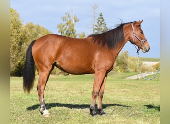 Caballo cuarto de milla, Yegua, 1 año, 150 cm, Castaño