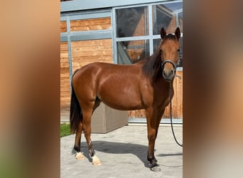 Caballo cuarto de milla, Yegua, 1 año, 150 cm, Castaño