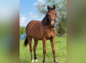 Caballo cuarto de milla, Yegua, 1 año, 150 cm, Castaño