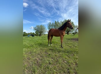 Caballo cuarto de milla, Yegua, 1 año, 150 cm, Castaño