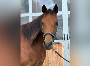 Caballo cuarto de milla, Yegua, 1 año, 150 cm, Castaño