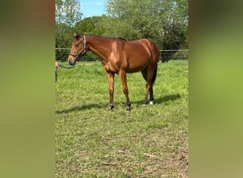 Caballo cuarto de milla, Yegua, 1 año, 150 cm, Castaño