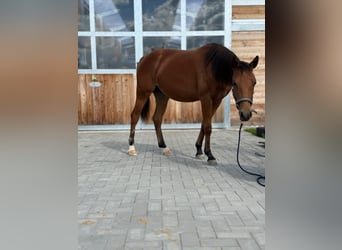 Caballo cuarto de milla, Yegua, 1 año, 150 cm, Castaño