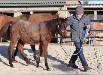 Caballo cuarto de milla, Yegua, 1 año, 150 cm, Castaño-ruano