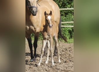 Caballo cuarto de milla, Yegua, 1 año, 150 cm, Castaño
