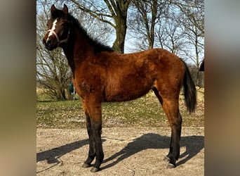 Caballo cuarto de milla, Yegua, 1 año, 150 cm, Castaño
