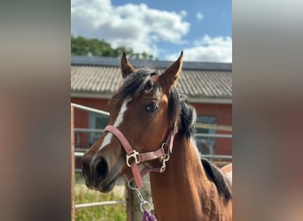 Caballo cuarto de milla, Yegua, 1 año, 150 cm, Castaño