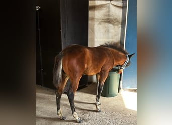 Caballo cuarto de milla, Yegua, 1 año, 150 cm, Castaño