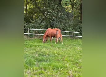 Caballo cuarto de milla, Yegua, 1 año, 150 cm, Castaño