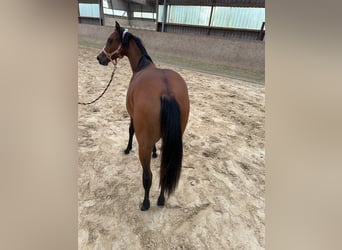 Caballo cuarto de milla, Yegua, 1 año, 150 cm, Castaño