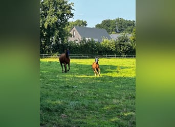 Caballo cuarto de milla, Yegua, 1 año, 150 cm, Castaño