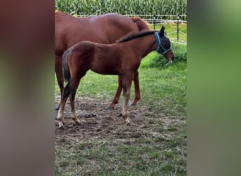 Caballo cuarto de milla, Yegua, 1 año, 150 cm, Castaño