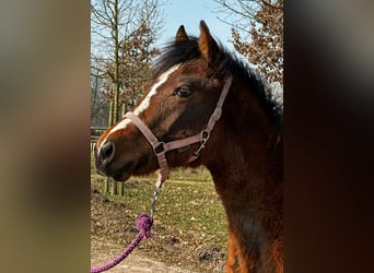 Caballo cuarto de milla, Yegua, 1 año, 150 cm, Castaño