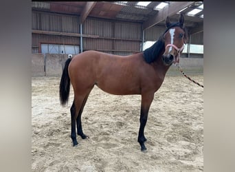 Caballo cuarto de milla, Yegua, 1 año, 150 cm, Castaño