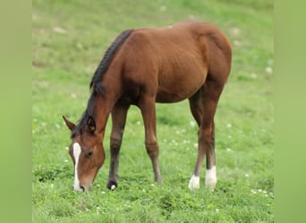 Caballo cuarto de milla, Yegua, 1 año, 150 cm, Castaño