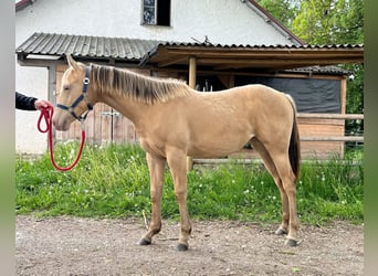 Caballo cuarto de milla, Yegua, 1 año, 150 cm, Champán