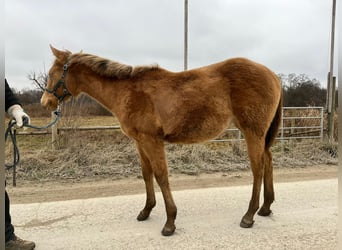 Caballo cuarto de milla, Yegua, 1 año, 150 cm, Champán