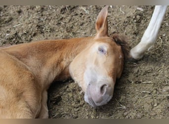 Caballo cuarto de milla Mestizo, Yegua, 1 año, 150 cm, Champán