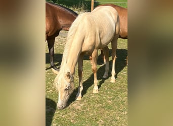 Caballo cuarto de milla, Yegua, 1 año, 150 cm, Palomino