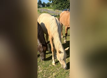 Caballo cuarto de milla, Yegua, 1 año, 150 cm, Palomino