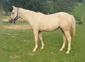 Caballo cuarto de milla, Yegua, 1 año, 150 cm, Palomino