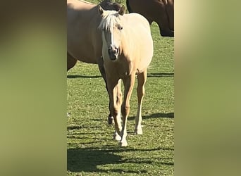 Caballo cuarto de milla, Yegua, 1 año, 150 cm, Palomino