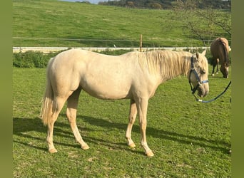 Caballo cuarto de milla, Yegua, 1 año, 150 cm, Palomino