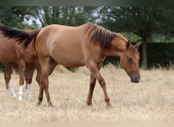 Caballo cuarto de milla, Yegua, 1 año, 150 cm, Red Dun/Cervuno