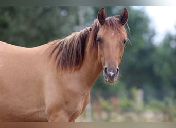 Caballo cuarto de milla, Yegua, 1 año, 150 cm, Red Dun/Cervuno
