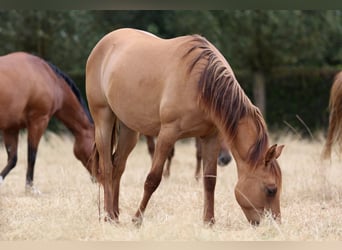 Caballo cuarto de milla, Yegua, 1 año, 150 cm, Red Dun/Cervuno