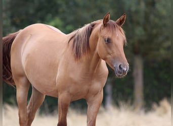 Caballo cuarto de milla, Yegua, 1 año, 150 cm, Red Dun/Cervuno