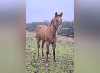 Caballo cuarto de milla, Yegua, 1 año, 150 cm, Red Dun/Cervuno
