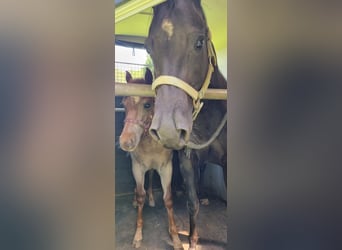 Caballo cuarto de milla, Yegua, 1 año, 150 cm, Ruano alazán