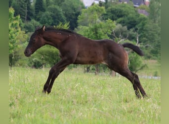 Caballo cuarto de milla, Yegua, 1 año, 150 cm, Ruano azulado