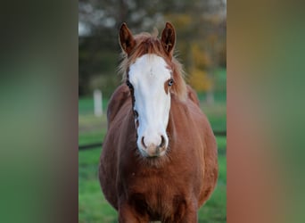 Caballo cuarto de milla, Yegua, 1 año, 151 cm, Alazán