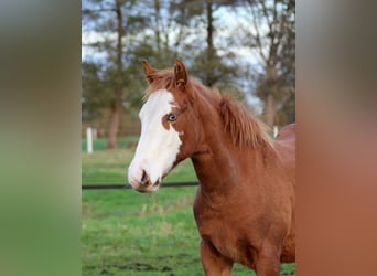 Caballo cuarto de milla, Yegua, 1 año, 151 cm, Alazán