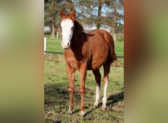 Caballo cuarto de milla, Yegua, 1 año, 151 cm, Alazán