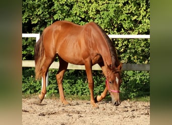 Caballo cuarto de milla, Yegua, 1 año, 151 cm, Alazán-tostado