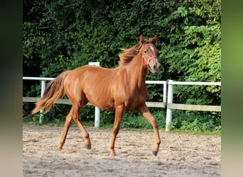 Caballo cuarto de milla, Yegua, 1 año, 151 cm, Alazán-tostado