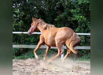 Caballo cuarto de milla, Yegua, 1 año, 151 cm, Alazán-tostado