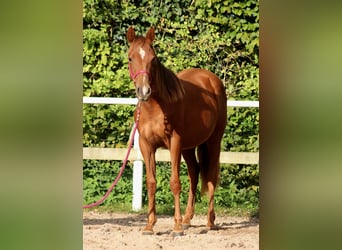 Caballo cuarto de milla, Yegua, 1 año, 151 cm, Alazán-tostado