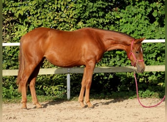 Caballo cuarto de milla, Yegua, 1 año, 151 cm, Alazán-tostado