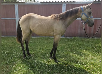 Caballo cuarto de milla, Yegua, 1 año, 151 cm, Buckskin/Bayo