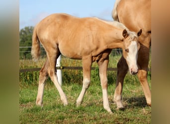 Caballo cuarto de milla, Yegua, 1 año, 151 cm, Palomino