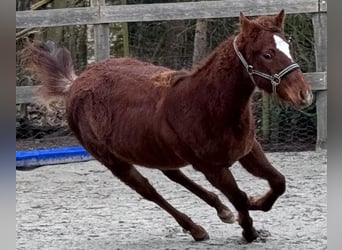Caballo cuarto de milla, Yegua, 1 año, 152 cm, Alazán-tostado