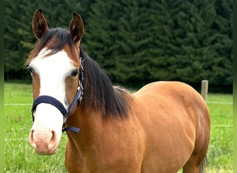 Caballo cuarto de milla, Yegua, 1 año, 152 cm, Castaño