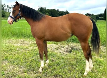 Caballo cuarto de milla, Yegua, 1 año, 152 cm, Castaño