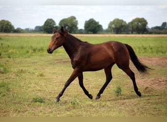 Caballo cuarto de milla, Yegua, 1 año, 152 cm, Castaño