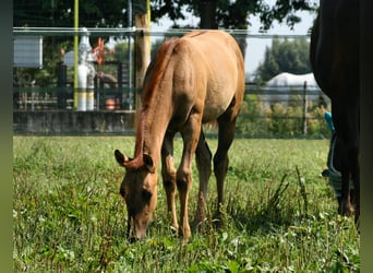 Caballo cuarto de milla, Yegua, 1 año, 152 cm, Red Dun/Cervuno